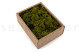 Preserved Reindeer Moss - Creabox S - Medium Green 5