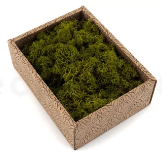 Preserved Reindeer Moss Medium Green (Creabox S)