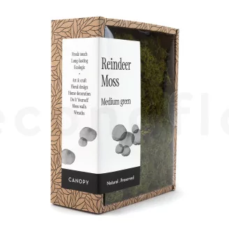 Preserved Reindeer Moss Medium Green (Creabox S)