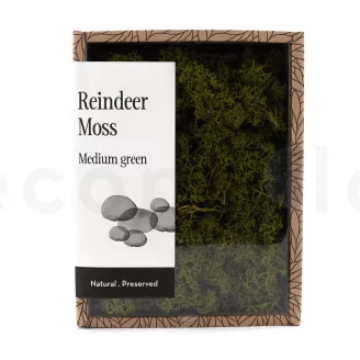 Preserved Reindeer Moss Medium Green (Creabox S)