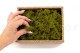 Preserved Reindeer Moss - Creabox S - Medium Green 4