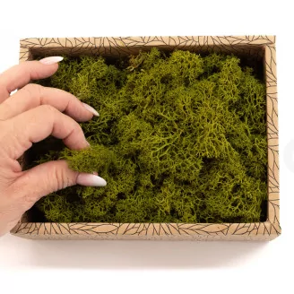 Preserved Reindeer Moss Medium Green (Creabox S)