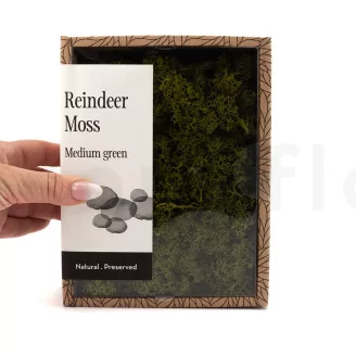 Preserved Reindeer Moss Medium Green (Creabox S)