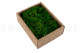 Preserved Reindeer Moss - Creabox S - Nature Green 4
