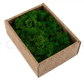 Preserved Reindeer Moss Nature Green (Creabox S)