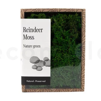 Preserved Reindeer Moss Nature Green (Creabox S)