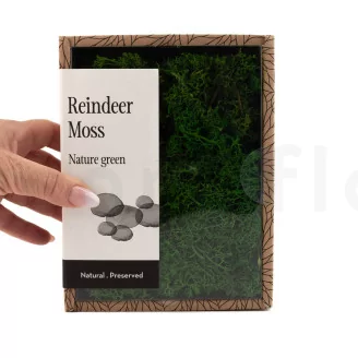Preserved Reindeer Moss Nature Green (Creabox S)