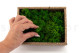 Preserved Reindeer Moss - Creabox S - Nature Green 5