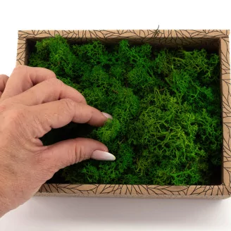 Preserved Reindeer Moss Nature Green (Creabox S)