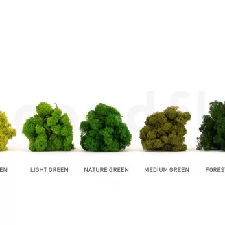 Preserved Reindeer Moss Nature Green (Creabox S)