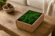 Preserved Reindeer Moss Nature Green (Creabox S) 1