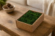 Preserved Reindeer Moss Forest Green (Creabox S) 1