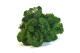 Preserved Reindeer Moss - Creabox S - Forest Green 3