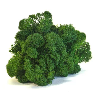 Preserved Reindeer Moss Forest Green (Creabox S)