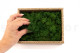 Preserved Reindeer Moss - Creabox S - Forest Green 5