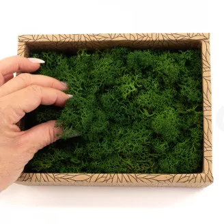 Preserved Reindeer Moss Forest Green (Creabox S)
