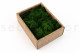 Preserved Reindeer Moss - Creabox S - Forest Green 4