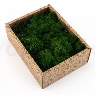 Preserved Reindeer Moss Forest Green (Creabox S)