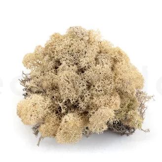 Preserved Reindeer Moss Cream (Creabox S)