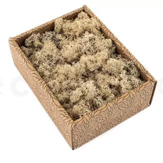 Preserved Reindeer Moss Cream (Creabox S)