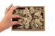Preserved Reindeer Moss - Creabox S - Cream 4