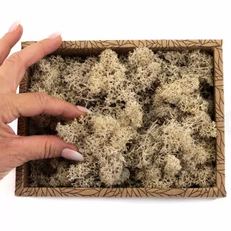 Preserved Reindeer Moss Cream (Creabox S)