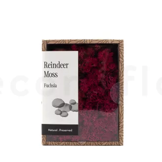 Preserved Reindeer Moss Fuchsia (Creabox S)