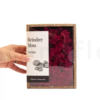 Preserved Reindeer Moss Fuchsia (Creabox S)