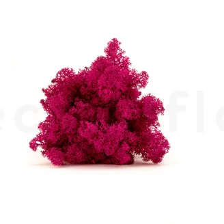 Preserved Reindeer Moss Fuchsia (Creabox S)