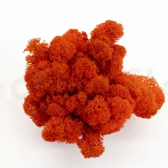 Preserved Reindeer Moss Orange (Creabox S)