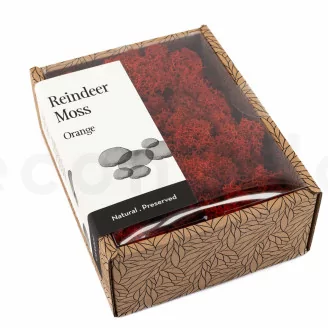 Preserved Reindeer Moss Orange (Creabox S)