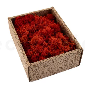 Preserved Reindeer Moss Orange (Creabox S)