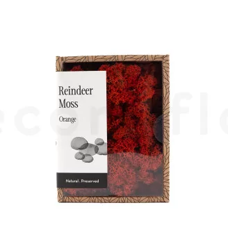 Preserved Reindeer Moss Orange (Creabox S)