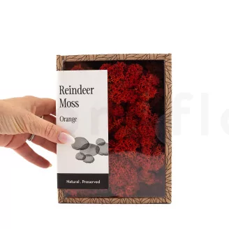 Preserved Reindeer Moss Orange (Creabox S)