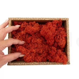 Preserved Reindeer Moss Orange (Creabox S)