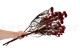 Preserved Rice Flower Red 4