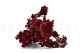 Preserved Rice Flower - Bunch - Red 6