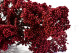Preserved Rice Flower Red 8