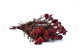 Preserved Rice Flower - Bunch - Red 9