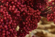 Preserved Rice Flower Red 11