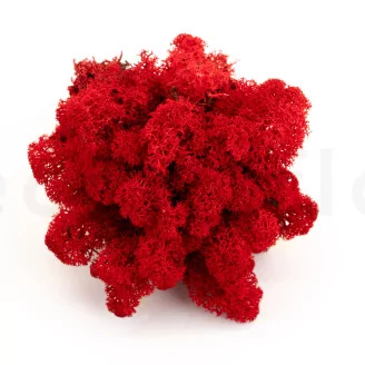 Preserved Reindeer Moss Red (Creabox S)