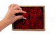 Preserved Reindeer Moss Red (Creabox S) 4