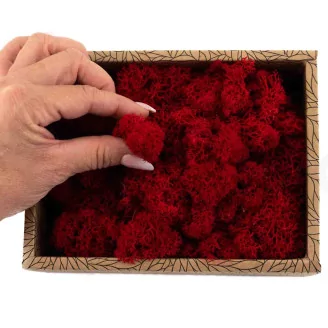 Preserved Reindeer Moss Red (Creabox S)
