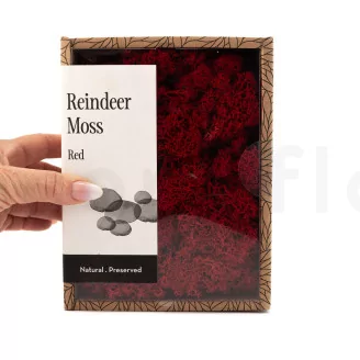 Preserved Reindeer Moss Red (Creabox S)