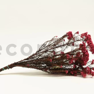 Preserved Rice Flower Pink