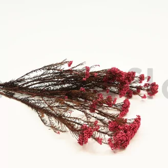 Preserved Rice Flower Pink