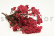 Preserved Rice Flower Pink 4