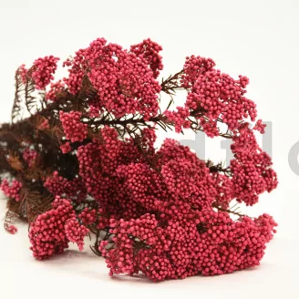 Preserved Rice Flower Pink