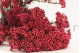 Preserved Rice Flower Pink 3