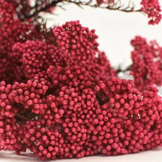 Preserved Rice Flower Pink